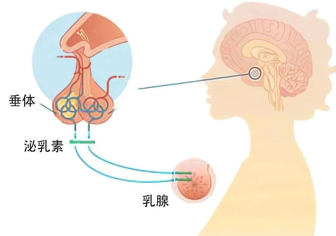 泌乳素检测方法_高泌乳素血症治疗_非哺乳期泌乳的原因