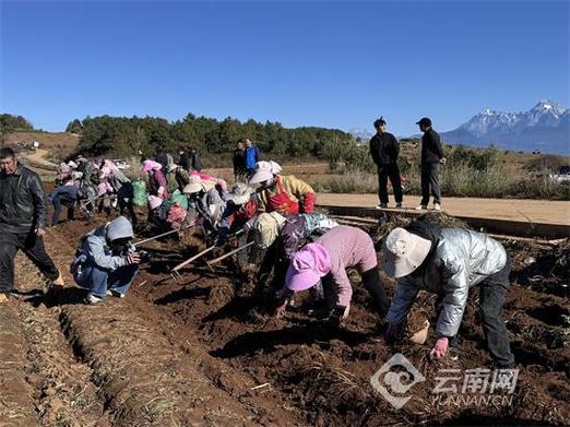 中药品质关键在原材料，丽江玉龙县中药材产业发展成果显著