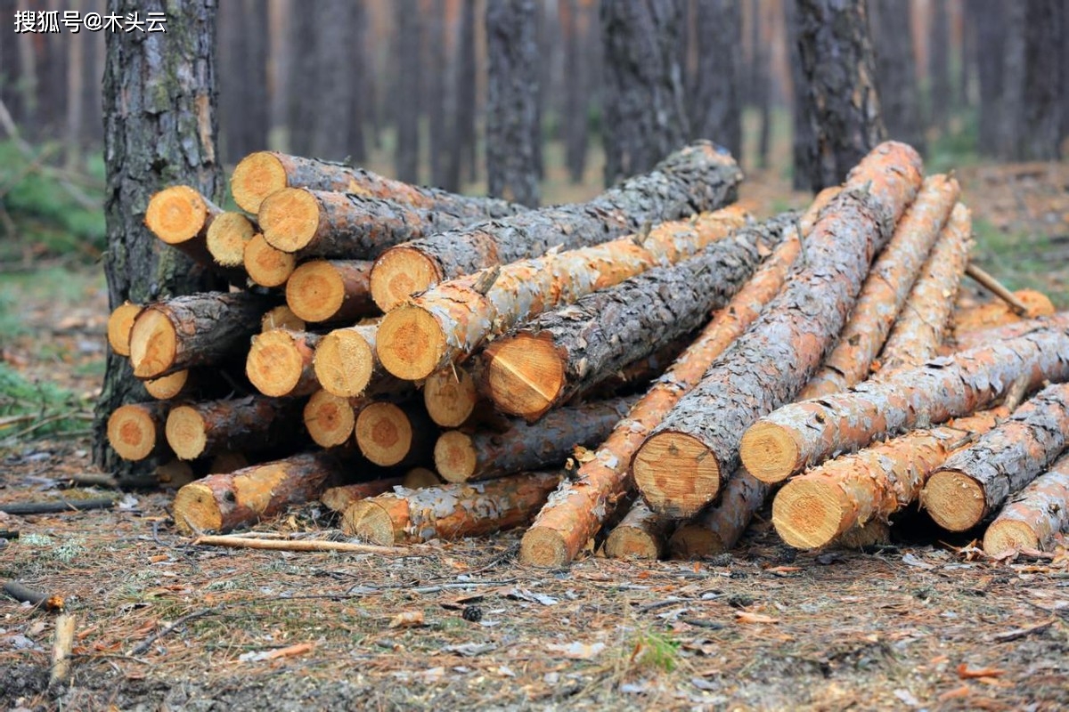 非洲木材市场沉闷价格偏稳_进口木材边角料市场_东南亚木材出口价格调整