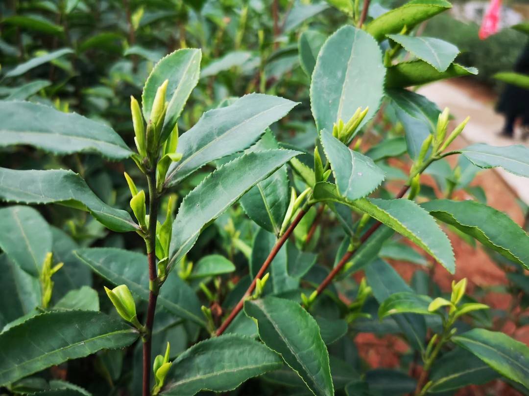 宜宾县域经济发展建议_地方经济发展的建议_宜宾市强县弱破解