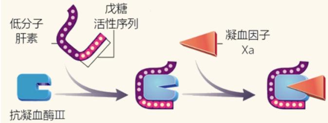 低分子肝素钙价格_低分子肝素抗凝作用机制_普通肝素与低分子肝素区别