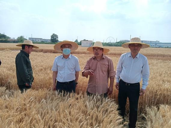 专访阜阳市农业农村局朱振华：加快建设区域性农业强市