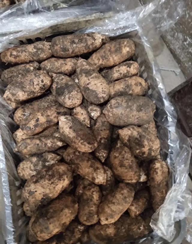 生财有道天麻种植视频_天麻GAP认证溯源_种天麻政策补贴