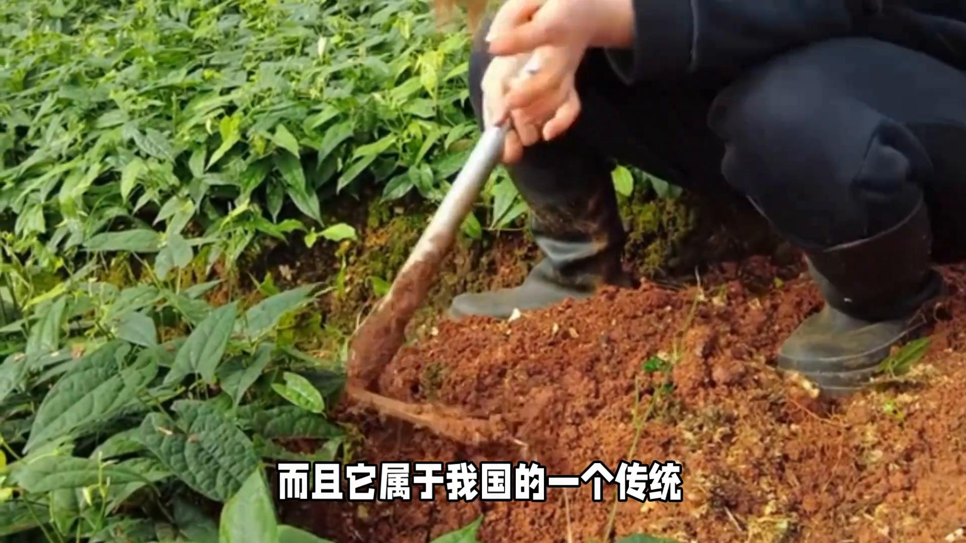 2025年种植什么药材好_亩收入最高17万药材推荐_生财有道天麻种植视频