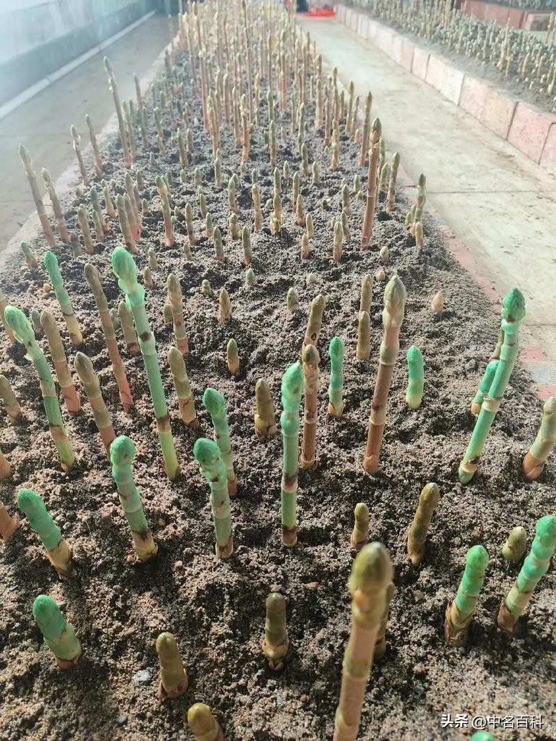 天麻种植条件_种天麻技术_生财有道天麻种植视频