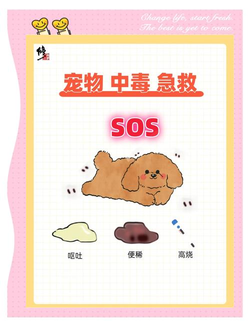 【原创精选】动物被伊维菌素中毒了，怎么办？