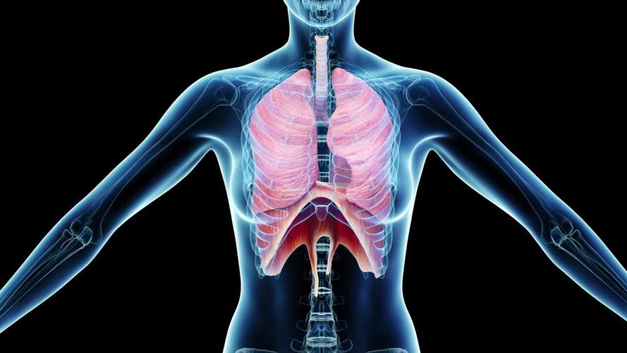 慢阻肺维生素B3研究_维生素B3慢阻肺治疗_维生素b3食物