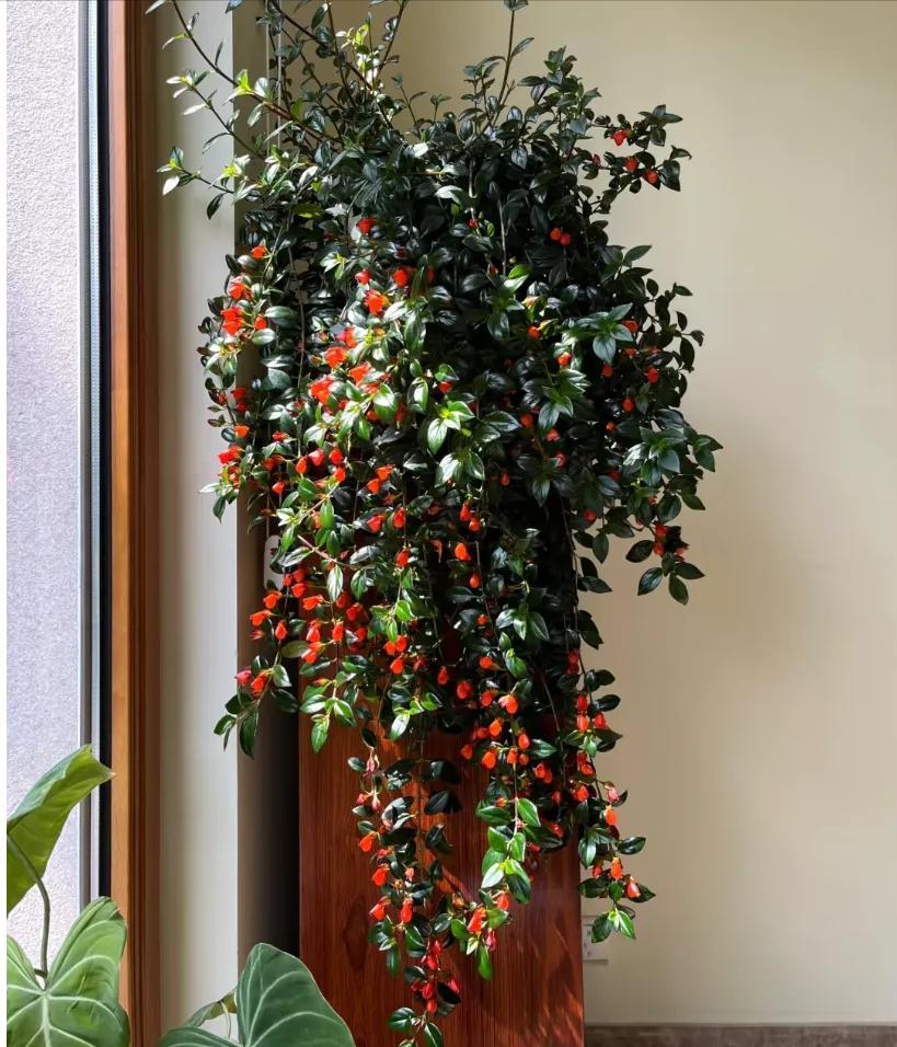 富贵满堂啥意思_养花招财吉祥植物_寓意金的花卉