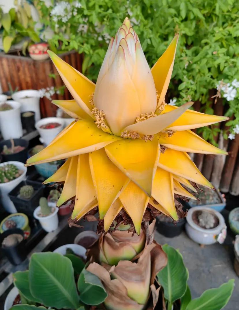 养花招财吉祥植物_富贵满堂啥意思_寓意金的花卉