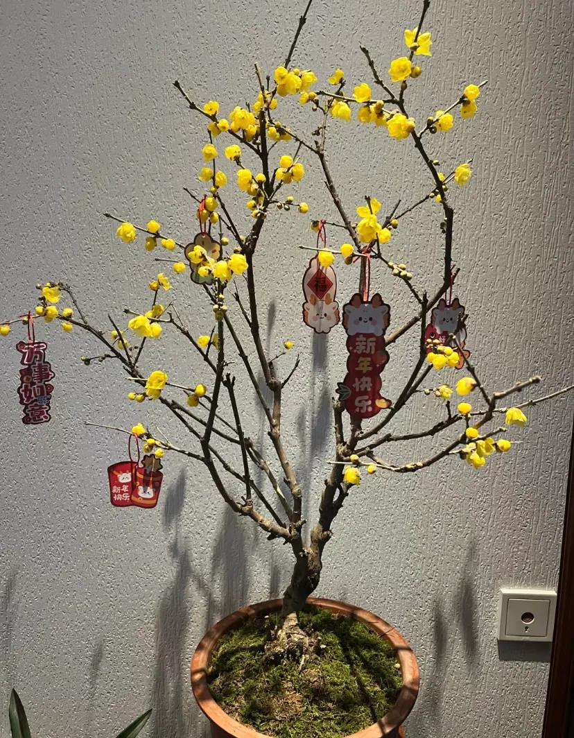 寓意金的花卉_富贵满堂啥意思_养花招财吉祥植物