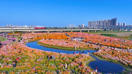 靓淮河北岸百亩花海