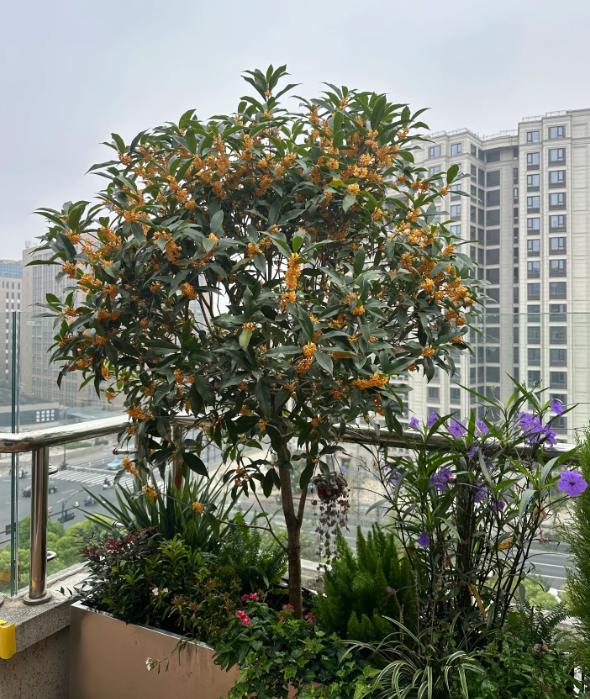 富贵满堂指的什么花？六种吉祥花，不富也发