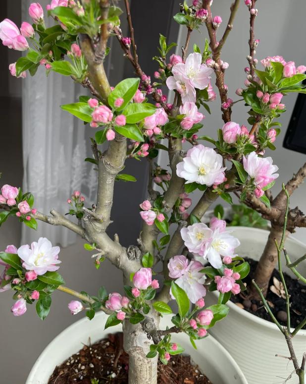 富贵满堂指的什么花_养好花六树开花不富也发_桂花树寓意富贵好养活